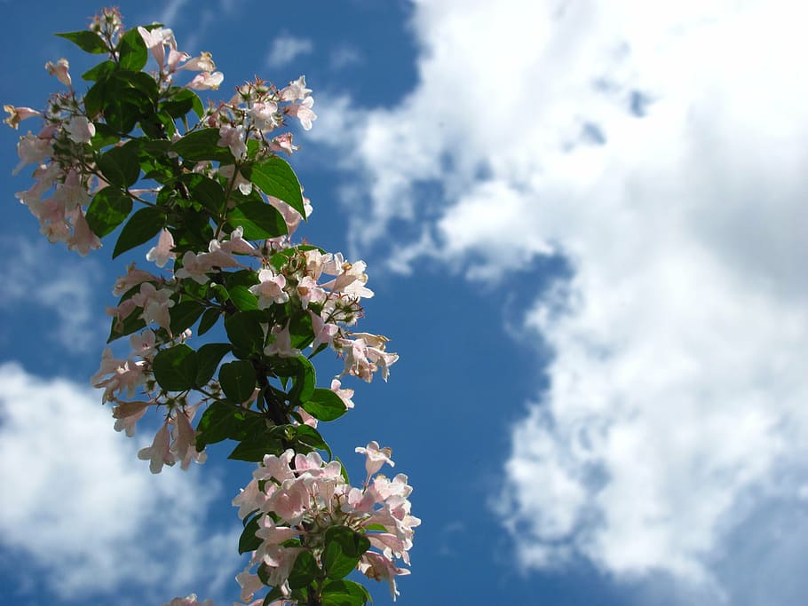 sky, flower, cloud, nature, spring, season, blossom, tree, springtime HD wallpaper