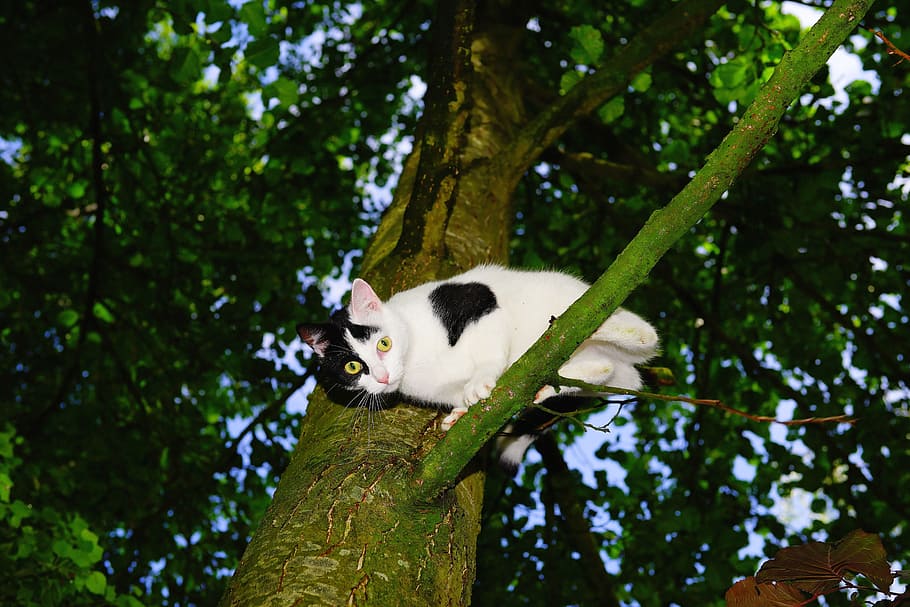 cat, tree, climb, young cat, pet, nature, cat in the tree, domestic cat HD wallpaper