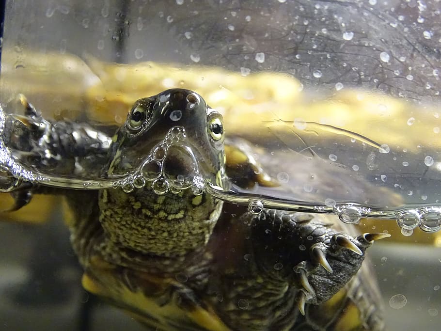 turtle, water turtle, shell, macro, aquatics, nature, animal HD wallpaper