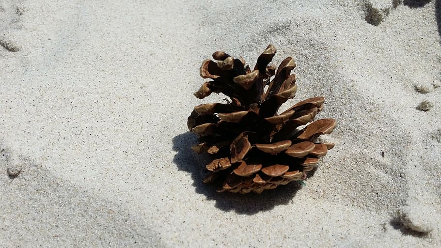 sand, beach, pine cone, nature, land, day, sunlight, no people HD wallpaper