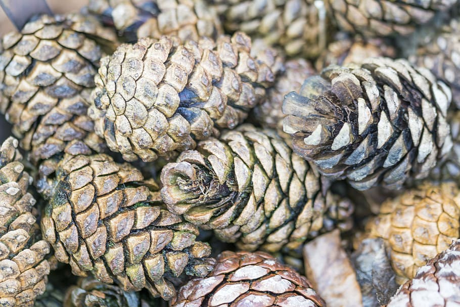 pine cones, tree, forest, nature, trees, texture, pure, landscape HD wallpaper