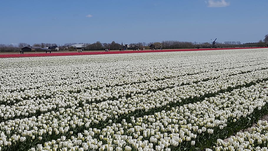 white, tulip, flowerbulbs, nature, plant, agriculture, growth HD wallpaper