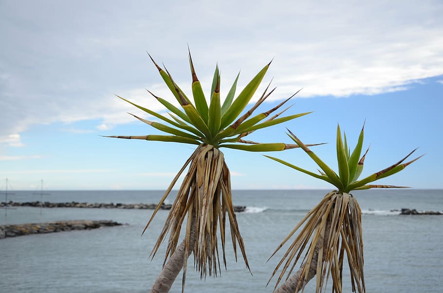 palma, agave, sea, water, sky, beauty in nature, cloud - sky HD wallpaper