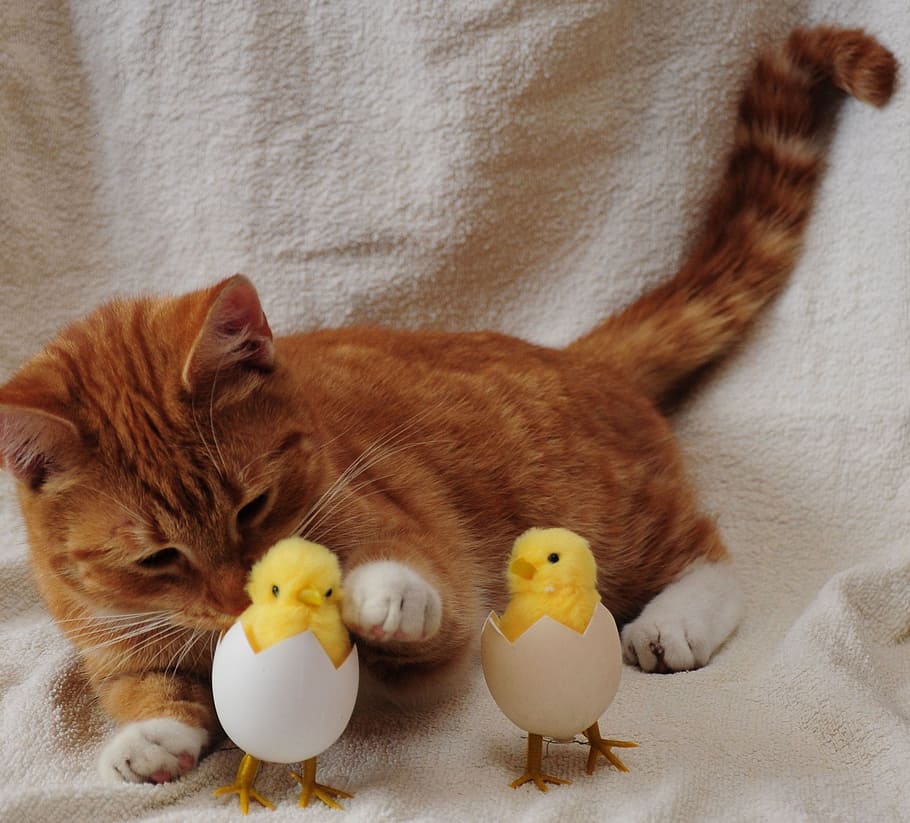Cat, Egg, Chicken, indoors, domestic animals, animal themes HD wallpaper