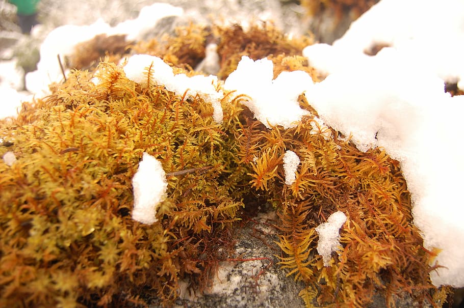 snow, vegetation, stone, plant, nature, day, winter, cold temperature HD wallpaper