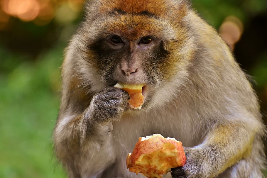 brown monkey eating fruit, barbary ape, apple, endangered species
