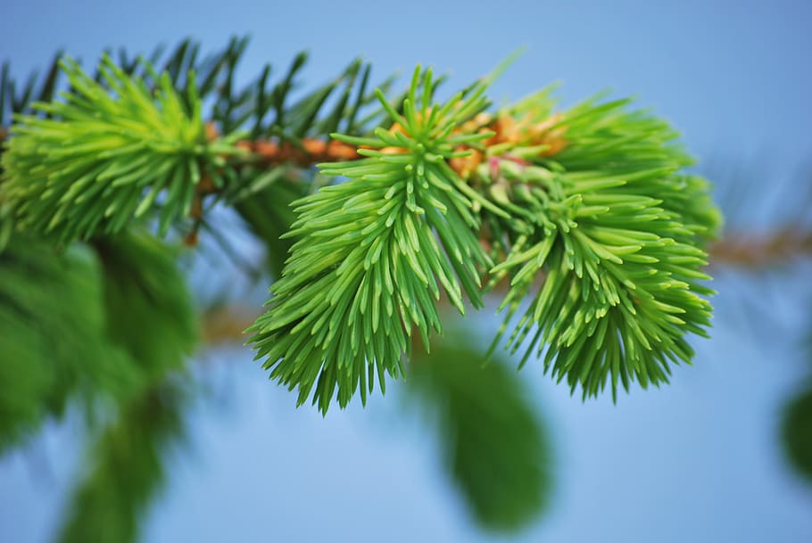 pine, conifer, needles, green, green color, plant, leaf, tree HD wallpaper