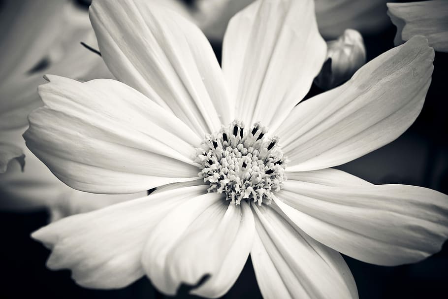 flower, gerbera, blossom, bloom, nature, close, white, colorful HD wallpaper