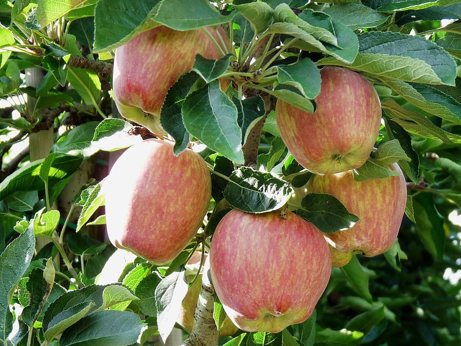 apple, apple tree, fruit, food, food and drink, healthy eating HD wallpaper