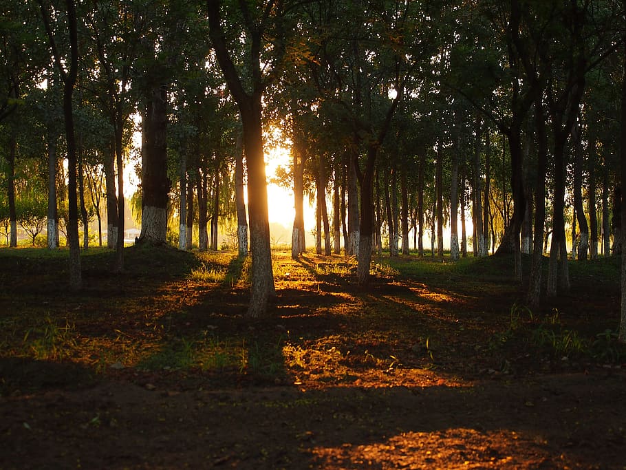 woods, backlighting, shade, jungle, at dusk, tree, plant, forest HD wallpaper