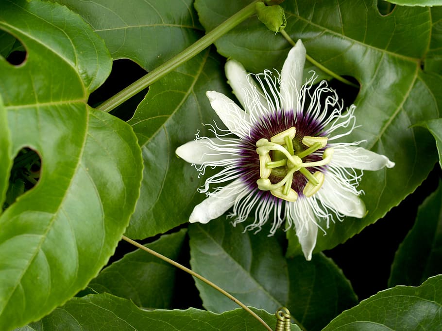 Passion, Flower, Fruit, Tropical, green, petal, leaf, head HD wallpaper