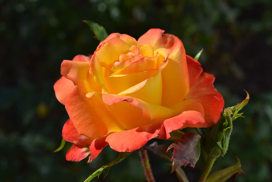 rose, orange, bloom, flower, flora, nature, blossom, flowering plant HD wallpaper