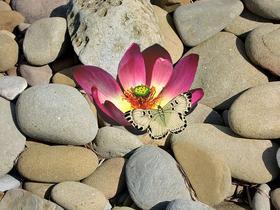 Hd Wallpaper Stone Flower Lotus Flower Nature Butterfly Insect Rock Wallpaper Flare