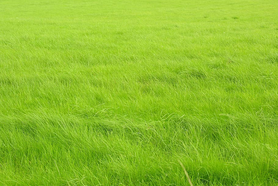 green grass field, waves, green color, plant, land, growth HD wallpaper