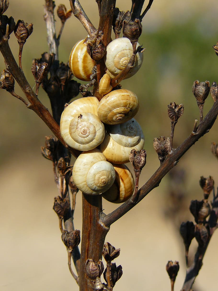 snails attached on plant, shell, close, snail shell, mollusk HD wallpaper