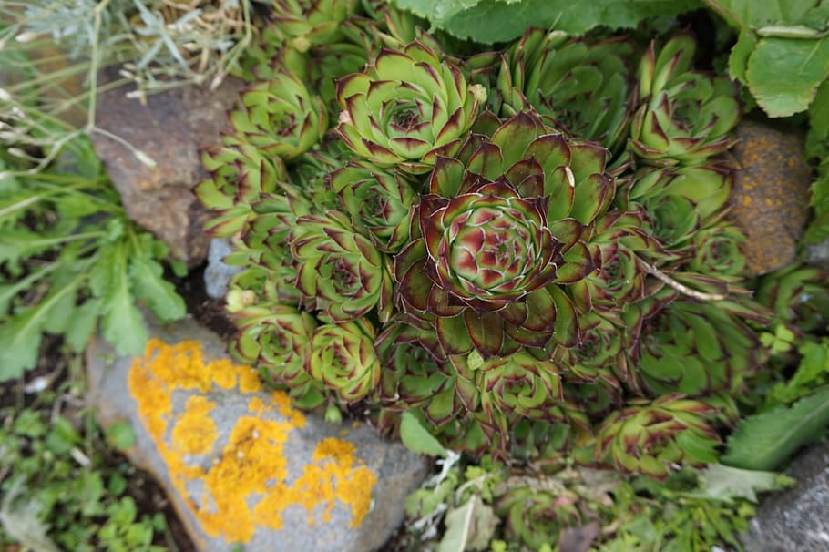 succulents, chicks, hens, plant, green color, growth, no people HD wallpaper