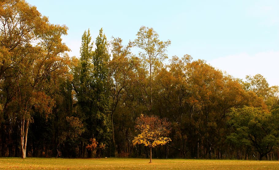 tree, autumn, park, trees, prado, leaves, plant, tranquility HD wallpaper