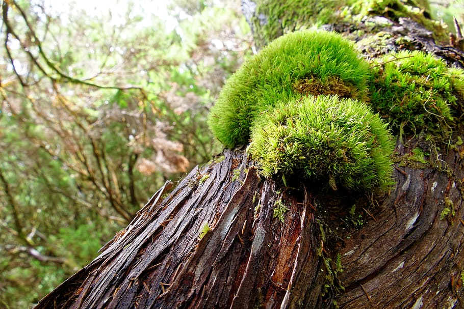 Tree, Moss, Bark, Wood, Tribe, Fouling, green, brown, nature HD wallpaper