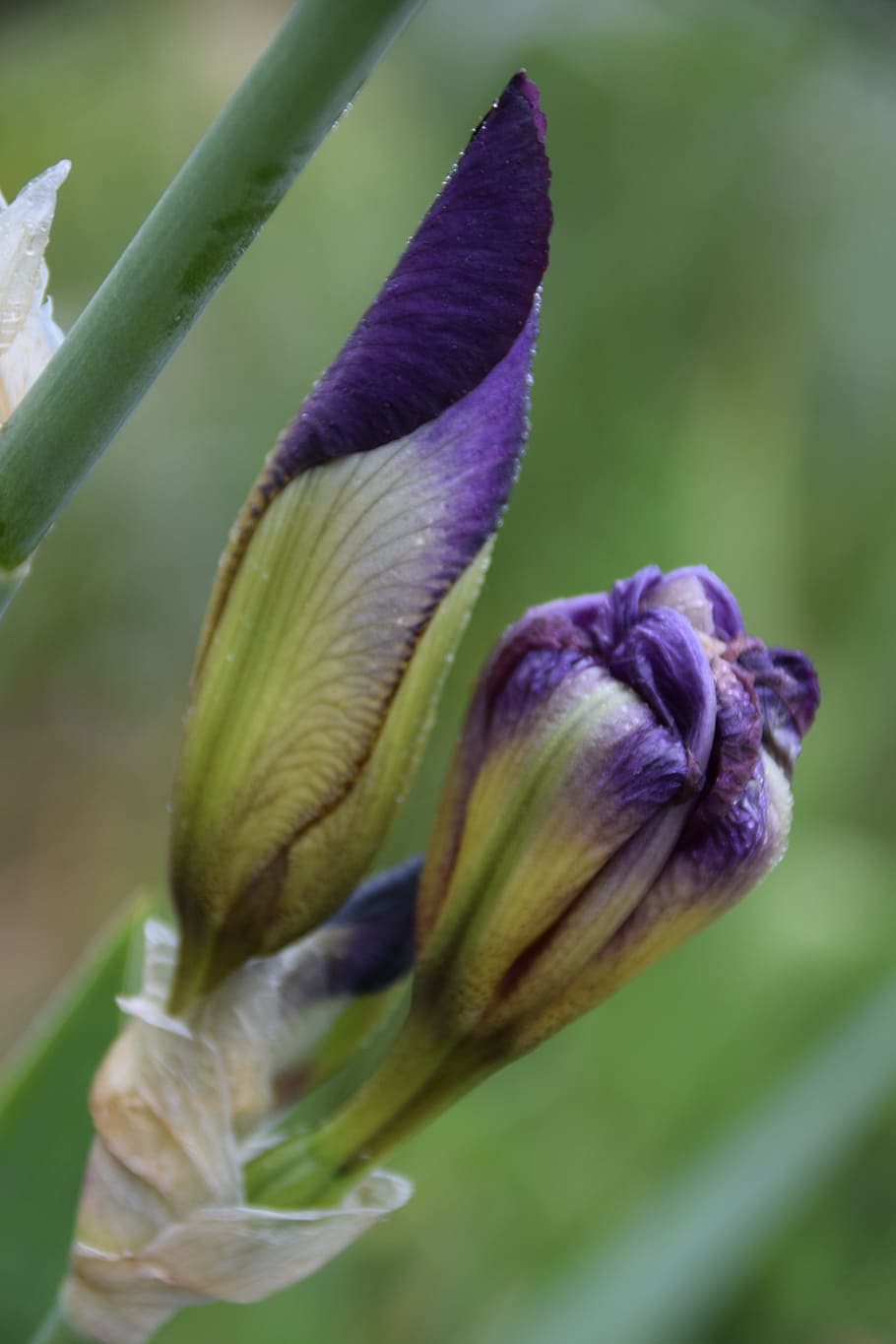 iris, nature, flower, growth, plant, freshness, vulnerability HD wallpaper