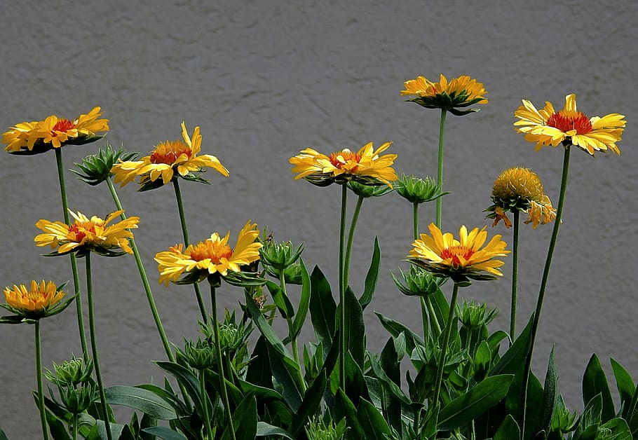 flowers, nature, blooming, flowering plant, fragility, vulnerability HD wallpaper