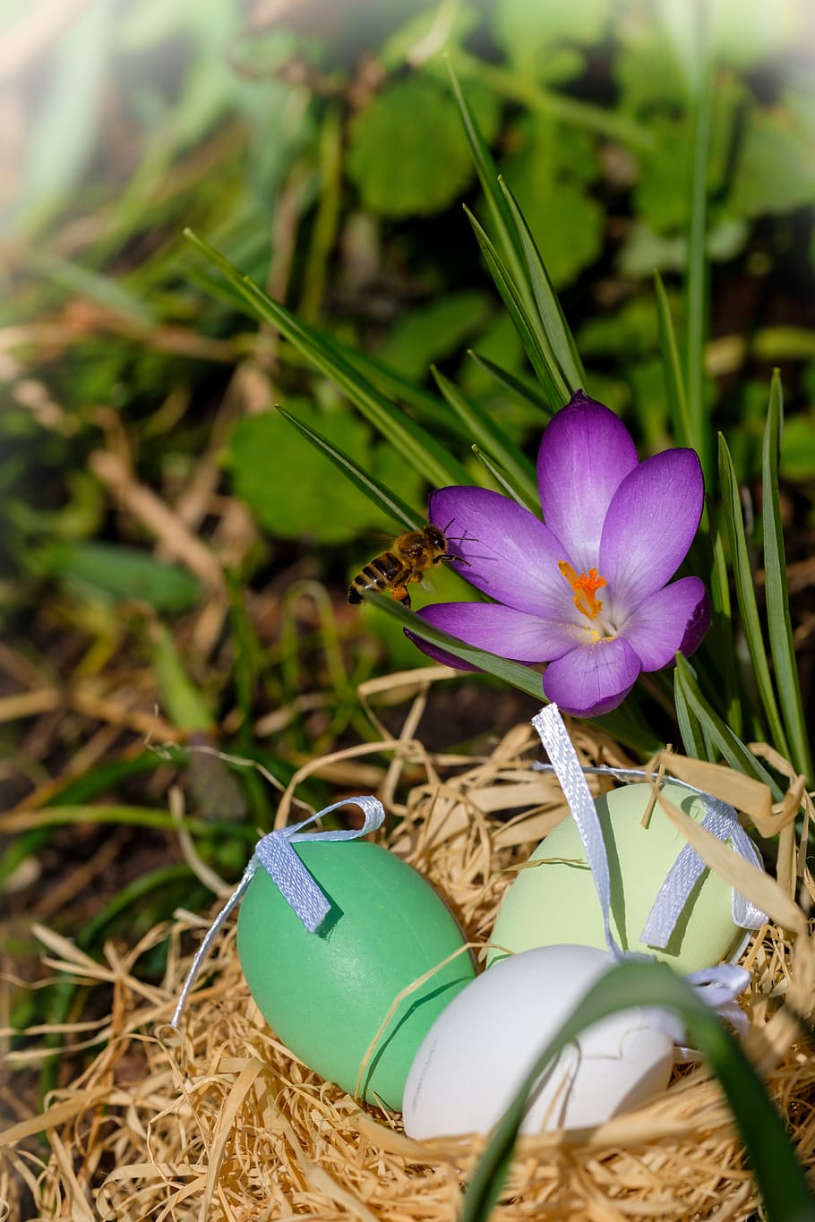 easter eggs, nest, easter nest, crocus, spring, flower, map HD wallpaper