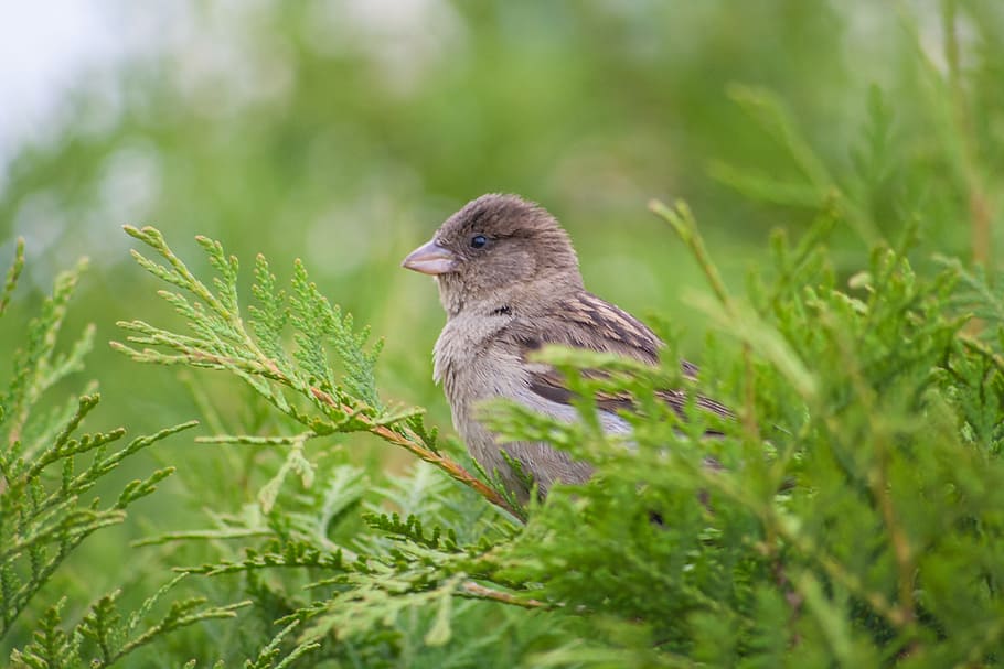 Sparrow, Bird, Tree, Thuja, Nature, animal, wildlife, outdoors HD wallpaper