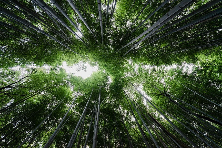 low angle photography of bamboo trees, forest, green, nature HD wallpaper