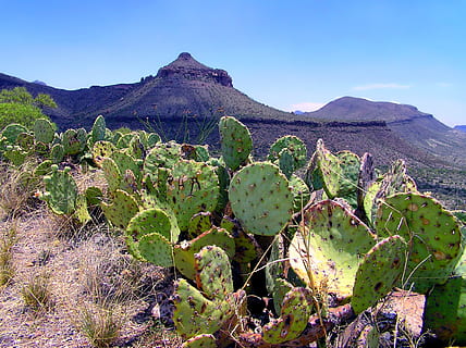 big bend, texas, landscape, scenic, cactus, cacti, mountains HD wallpaper
