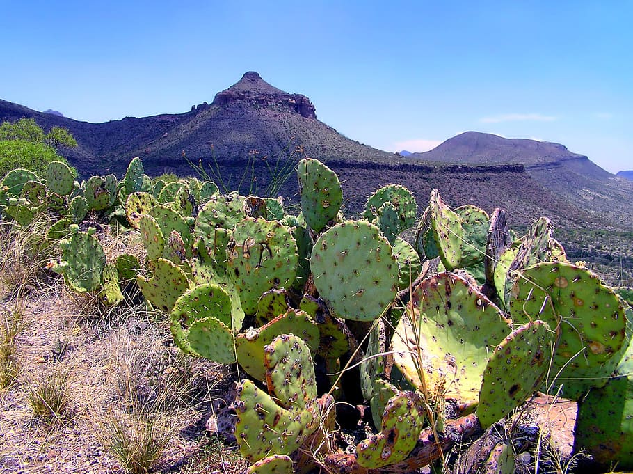 big bend, texas, landscape, scenic, cactus, cacti, mountains HD wallpaper