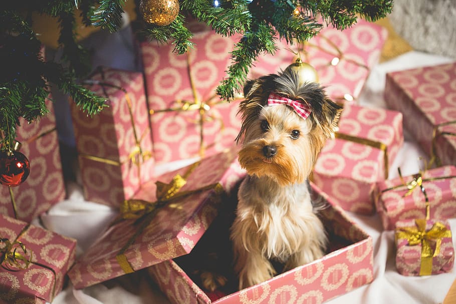 Cute Puppy as a Christmas Present Surprise, christmas evening