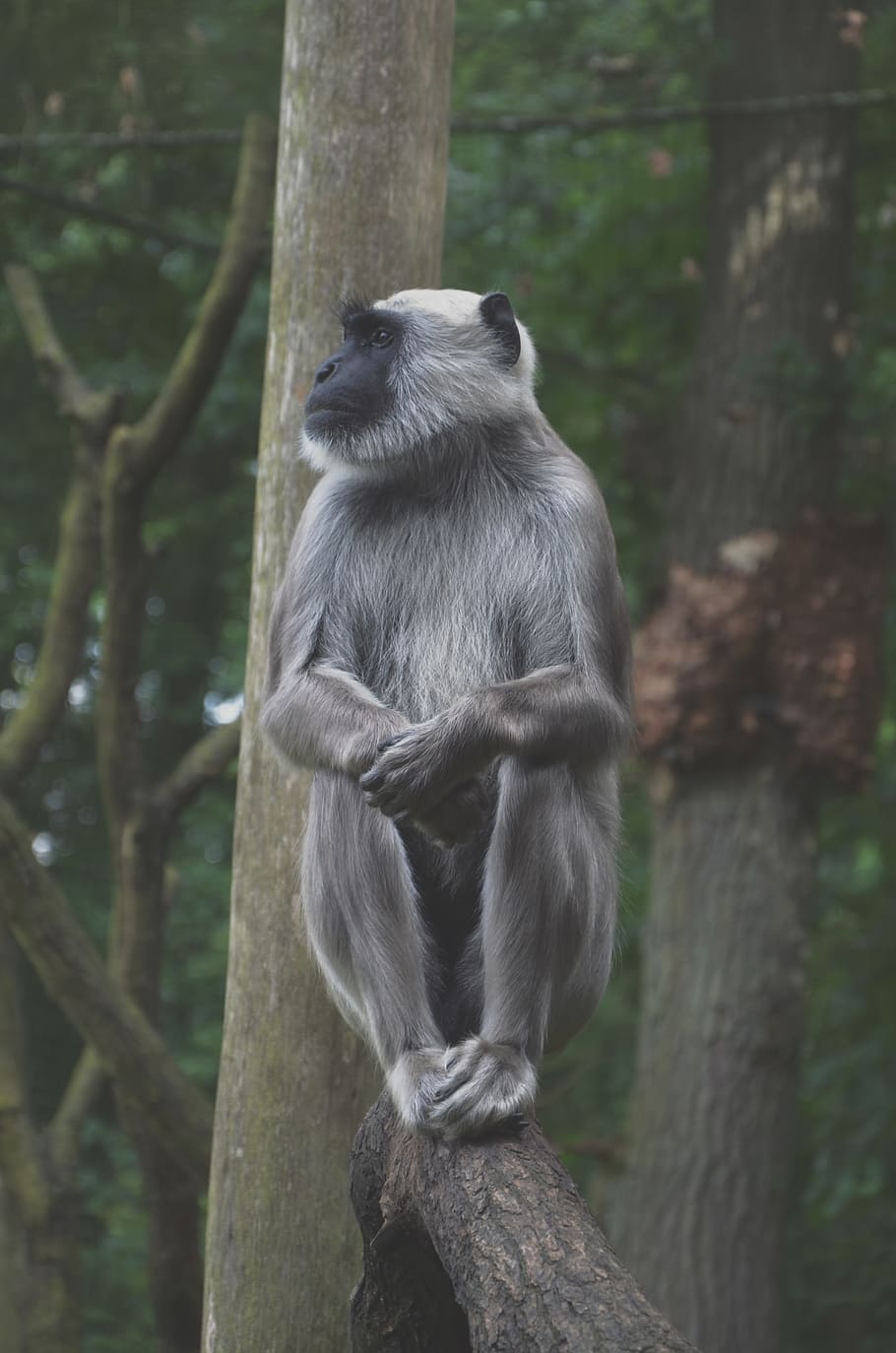 monkey, wood, sit, forest, nature, animal themes, mammal, primate HD wallpaper