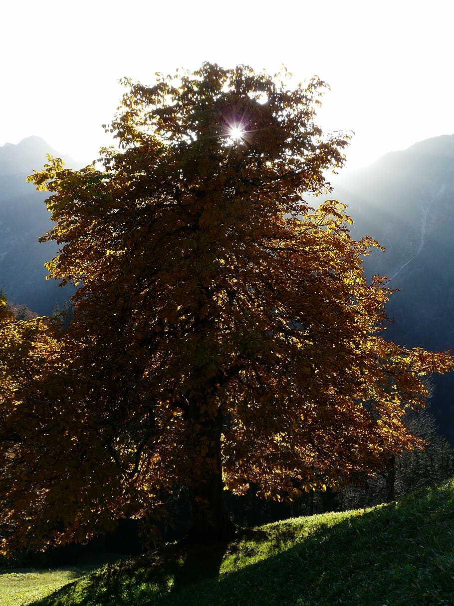 tree, chestnut, chestnut tree, back light, autumn, golden, beautiful HD wallpaper