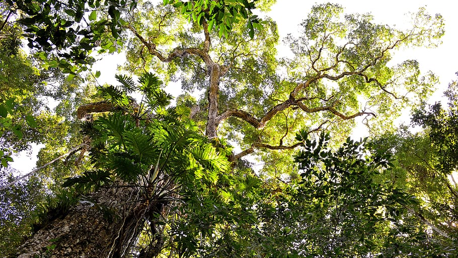 Low Angle Photography of Tall Tree during Daytime, branches, low angle shot HD wallpaper