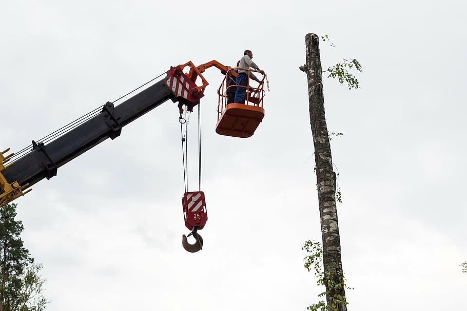 sawing, tree, birch, chainsaw, on high, working, crane, felling HD wallpaper