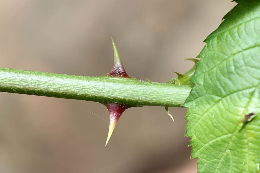 thorns, rose, sting, pointed, nature, prickly, plant, spiny HD wallpaper