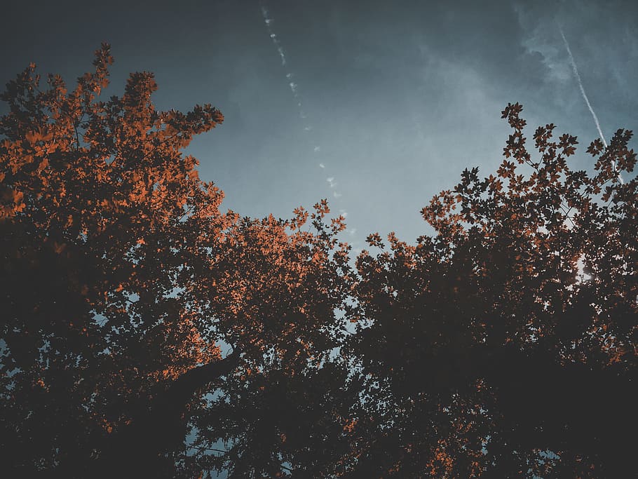 brown trees, low angle, photography, cumulus clouds, autumn, sky HD wallpaper