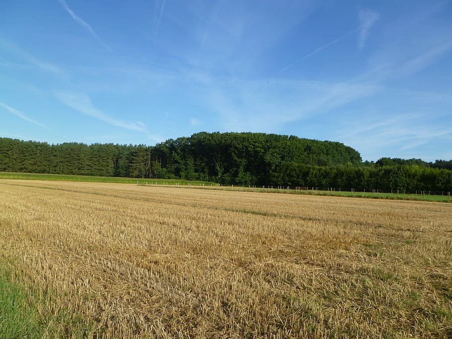 Field, Meadow, Trees, Forest, Air, blue sky, clear blue sky HD wallpaper