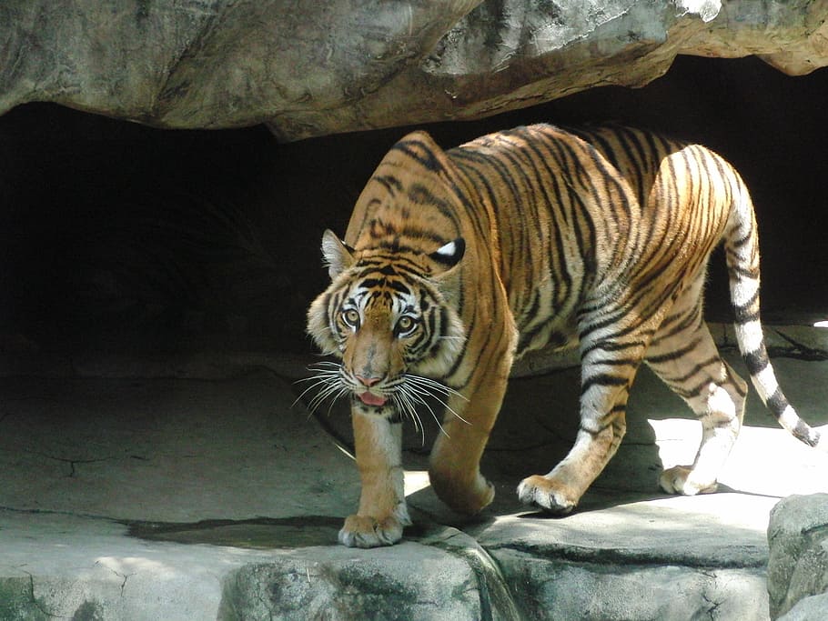 HD wallpaper: Indonesian Tiger, Predator, dangerous animal, view, zoo ...