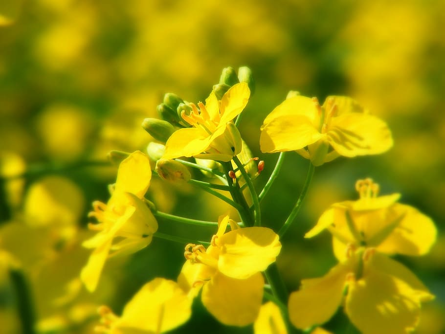 Oilseed Rape, Field, Yellow, field of rapeseeds, plant, blossom, HD wallpaper