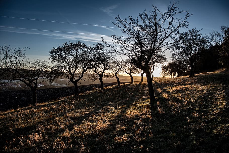 Evening, Sunset, Shadow, Tree, nature, rural Scene, landscape HD wallpaper