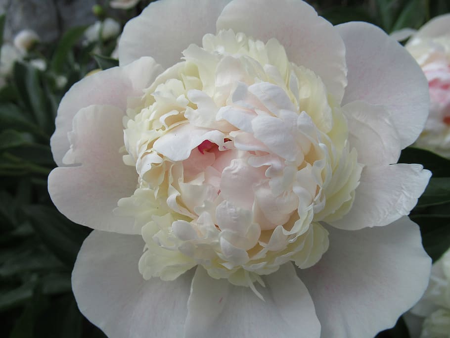 flower, peony, petals, beauty in nature, flowering plant, freshness HD wallpaper