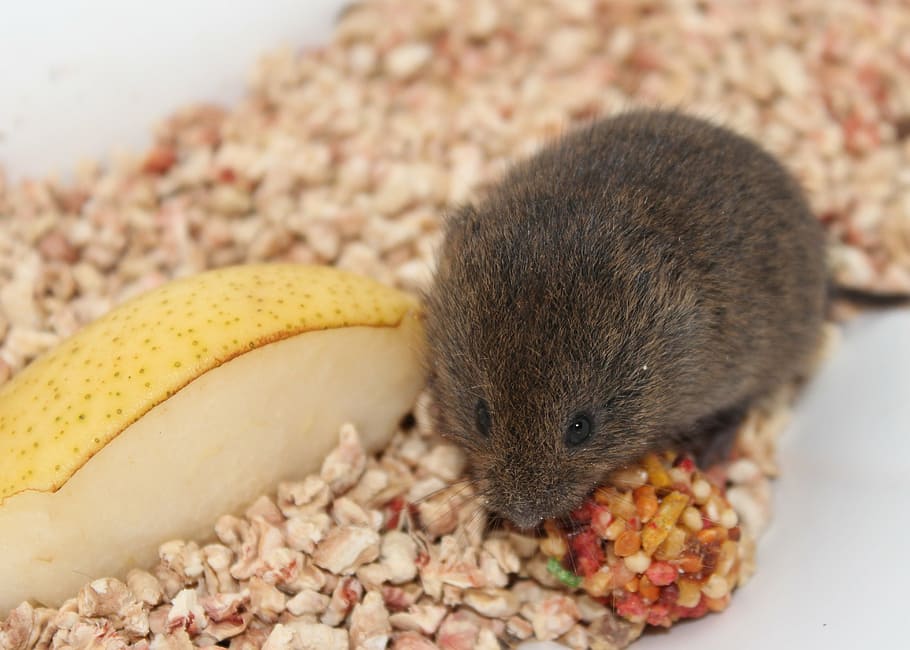 mouse, field mouse, animal, mice, nature, wildlife, rodent HD wallpaper