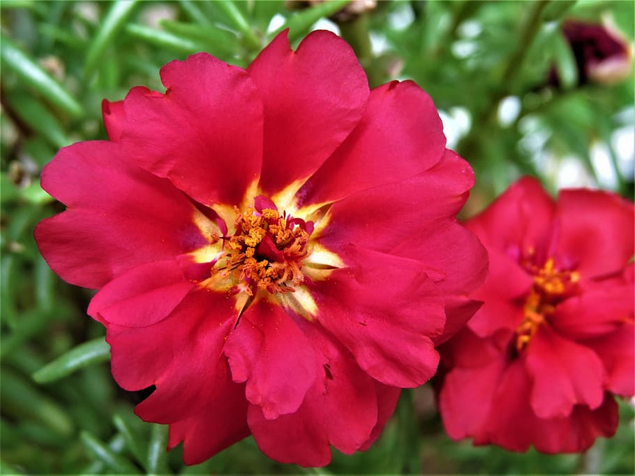 Flower, Yellow, Green, Green, Garden, red, nature, plant, close-up HD wallpaper