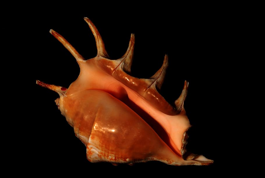Mollusk, Seashell, Conch, Marine, nature, animal, animal Shell HD wallpaper
