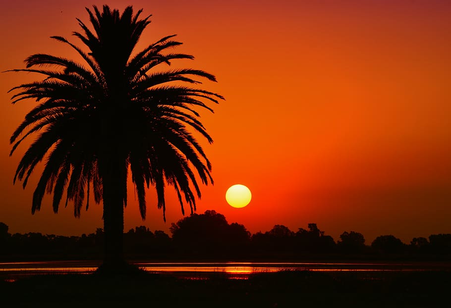 silhouette of tree near body of water, sunset, landscape, laguna HD wallpaper