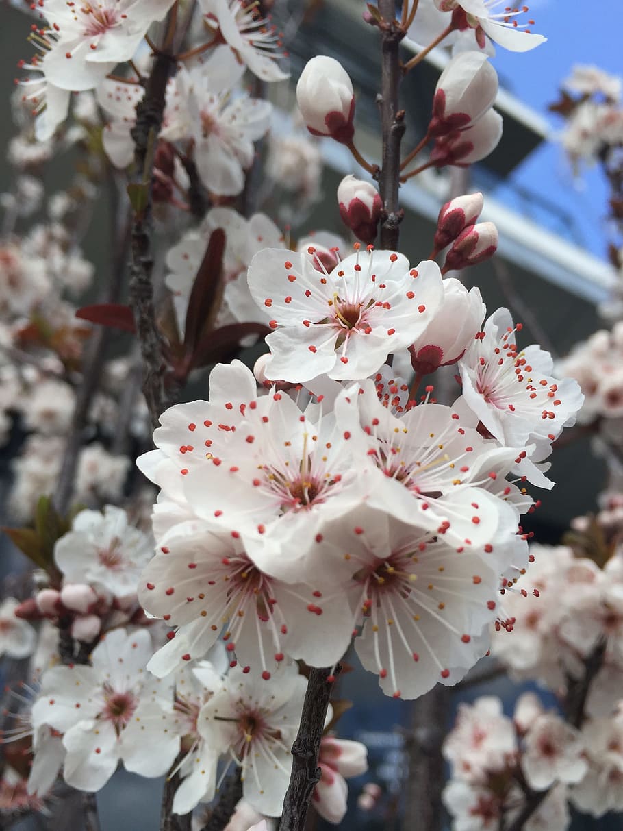 blossoms, spring, flowers, pink, flowering plant, freshness HD wallpaper