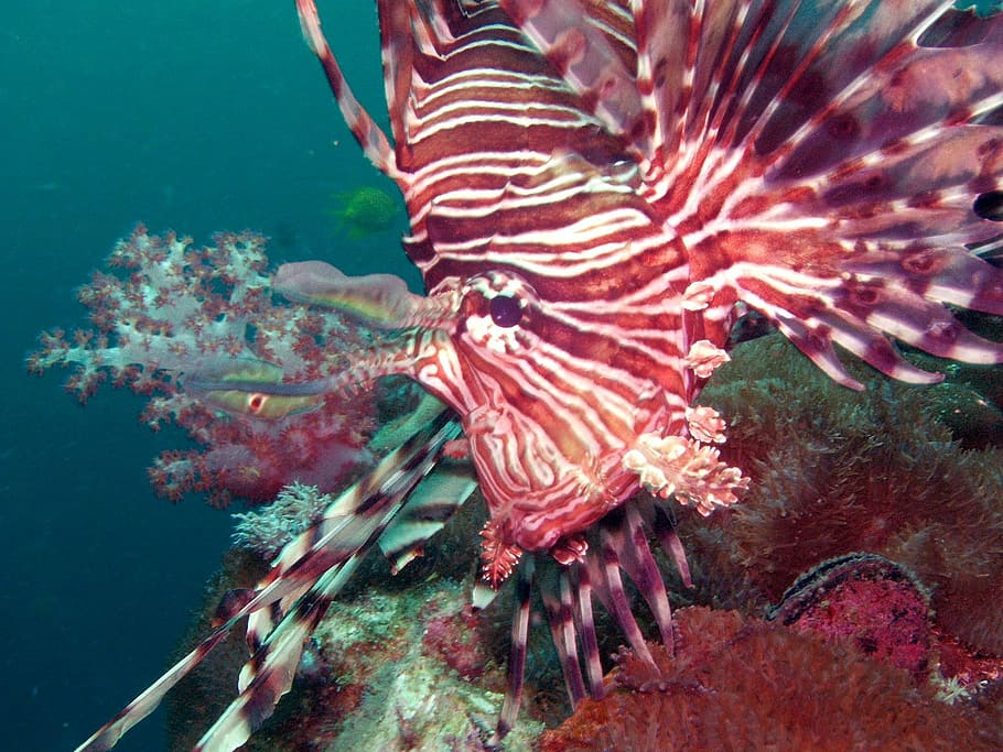 diving, lionfish, under, water, southeast, asia, thailand, underwater HD wallpaper