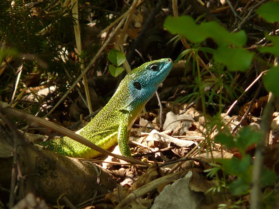 emerald lizard, reptile, animal, fauna, creature, nature, animal world HD wallpaper