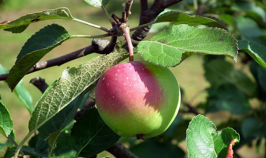 fruit, apple, sprig, nature, leaf, tree, food, food and drink HD wallpaper