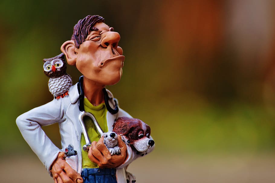 animal veterinarian with dogs and owl figurine on selective focus photo, HD wallpaper